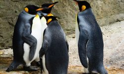 펭귄 나오는 꿈의 의미(해몽) 펭귄 나오는 꿈의 의미