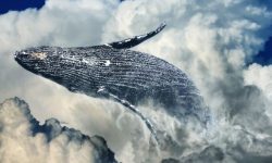 범고래 꿈의 의미