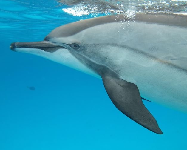 돌고래 태몽 꿈의 의미