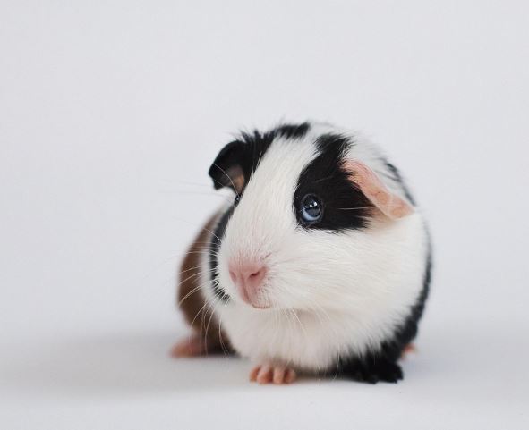 아기 돼지 나오는 꿈의 의미