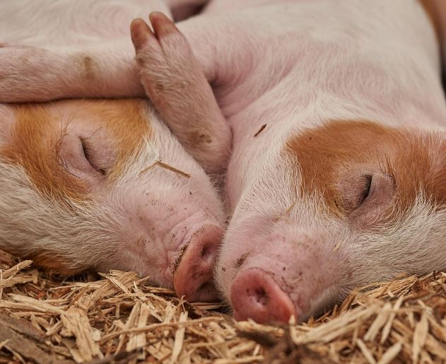 죽은 돼지 꿈의 의미