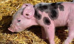 돼지가 따라오는 꿈의 의미