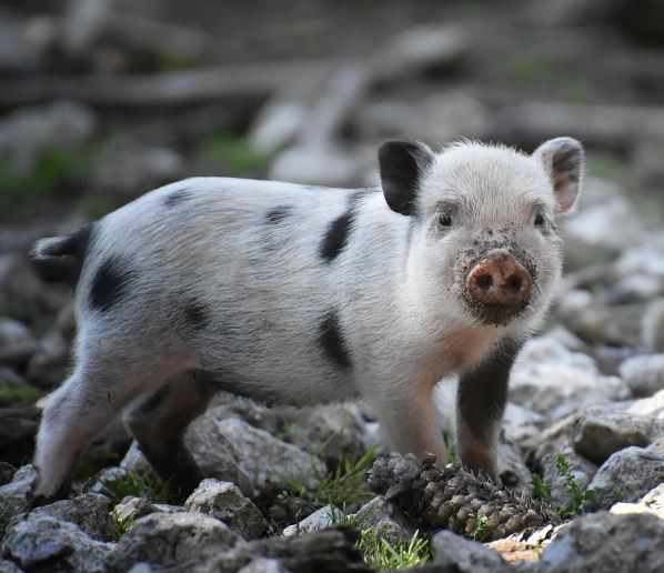 돼지에게 쫓기는 꿈의 의미