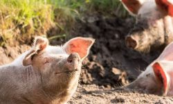 돼지에게 물리는 꿈의 의미