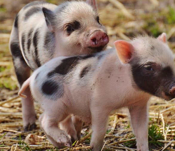 돼지한테 쫓기는 꿈의 의미