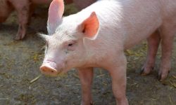 돼지를 죽이는 꿈의 의미