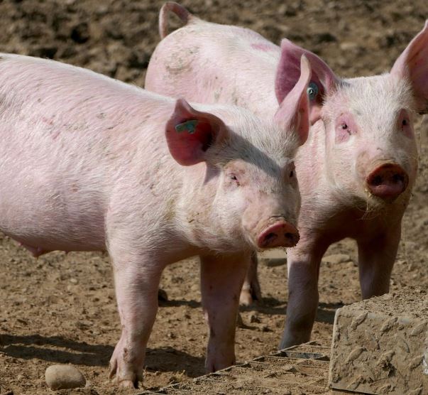 돼지를 안는 꿈의 의미