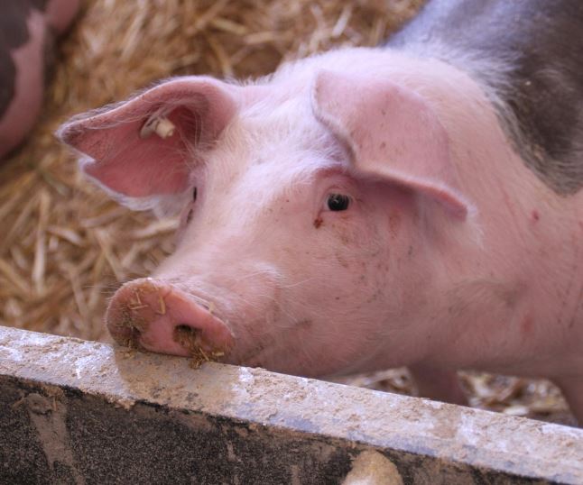 돼지를 잡는 꿈의 의미