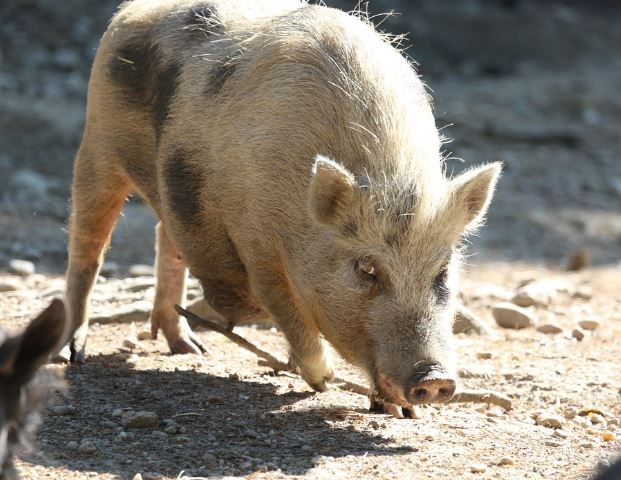 하얀 새끼 돼지 꿈의 의미