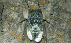 매미 꿈의 의미(해몽) 매미 꿈의 의미