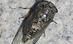 매미 우는 꿈의 의미(해몽) 매미 우는 꿈의 의미