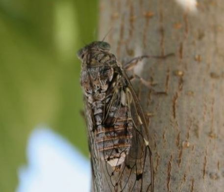 매미 나오는 꿈의 의미