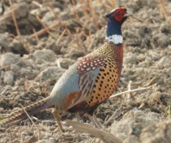 꿩이 나오는 꿈의 의미