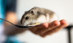 햄스터 꿈의 의미