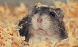 햄스터 키우는 꿈의 의미(해몽) 햄스터 키우는 꿈의 의미