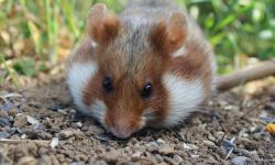 햄스터 나오는 꿈의 의미