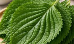 깻잎 꿈의 의미(해몽) 깻잎 꿈의 의미