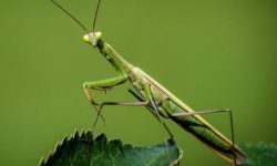 사마귀에 물리는 꿈의 의미