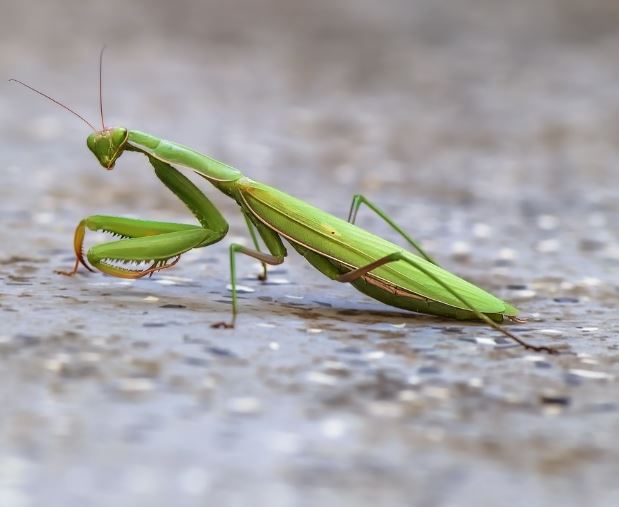 사마귀한테 물리는 꿈의 의미