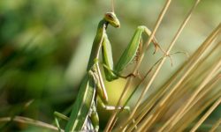 사마귀 태몽 꿈의 의미