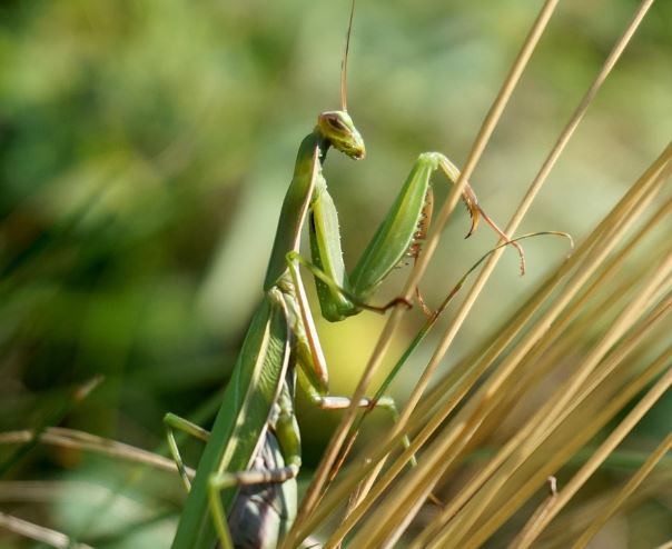 사마귀 태몽 꿈의 의미