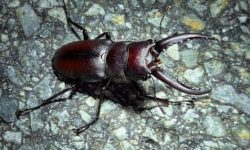 사슴벌레 꿈의 의미