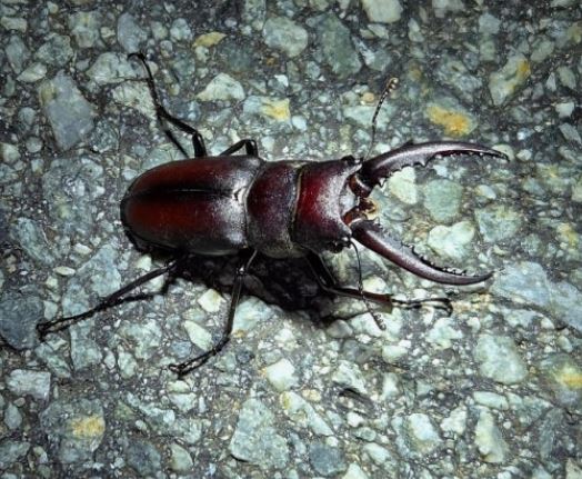 사슴벌레 꿈의 의미