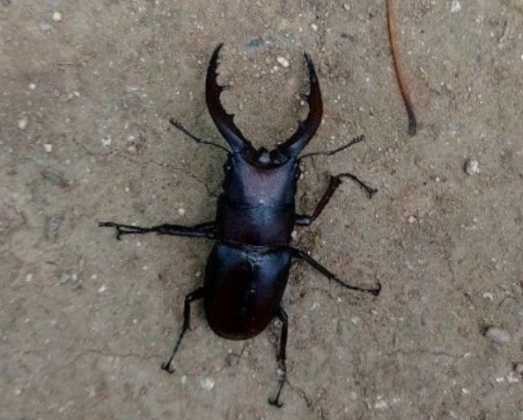 사슴벌레 잡는 꿈의 의미