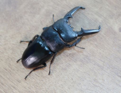 사슴벌레 태몽 꿈의 의미