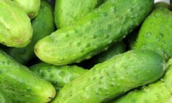 늙은 오이 꿈의 의미