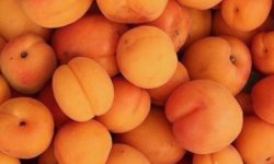 살구 태몽 꿈의 의미