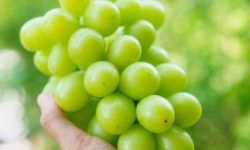 청포도 꿈의 의미