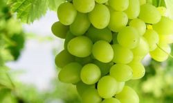 청포도 따는 꿈의 의미