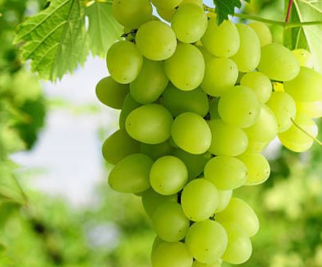 청포도 따는 꿈의 의미