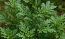 쑥 먹는 꿈의 의미