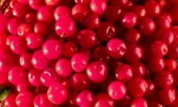 앵두 먹는 꿈의 의미