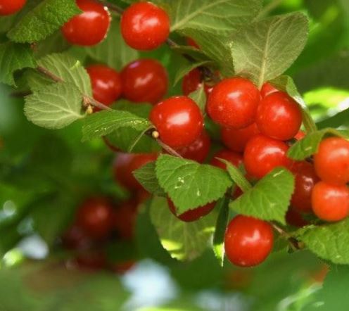 앵두 보는 꿈의 의미