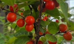 앵두 받는 꿈의 의미