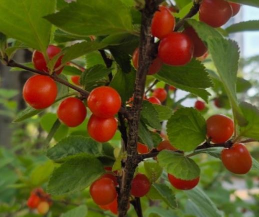 앵두 받는 꿈의 의미