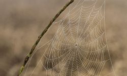 거미줄 치우는 꿈의 의미