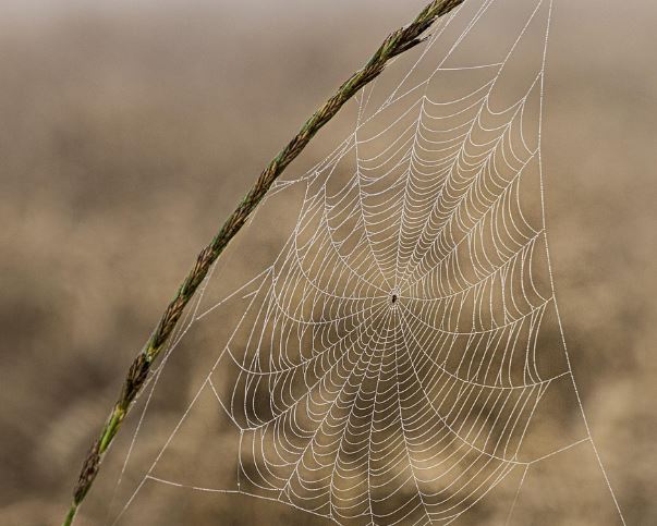 거미줄 치우는 꿈의 의미