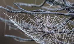 거미줄 걷는, 치우는 꿈의 의미