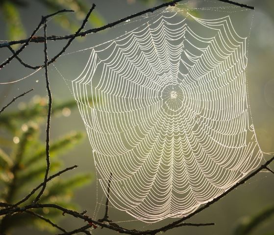 거미줄에 걸리는 꿈