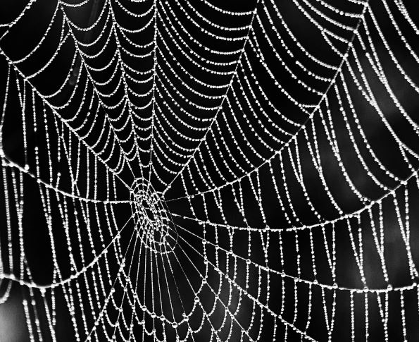 집에 거미줄이 있는 꿈의 의미