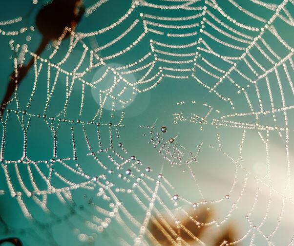 집안에 거미줄을 치는 꿈의 의미