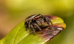 왕거미 꿈의 의미