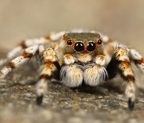 독거미 죽이는 꿈의 의미