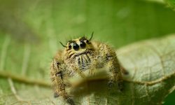 독거미한테 물리는 꿈의 의미