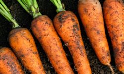 당근 캐는 꿈의 의미