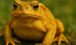 두꺼비 보는 꿈의 의미